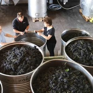 Weinlese bei Köbelin: frisch geerntete Trauben in riesigen Fässern